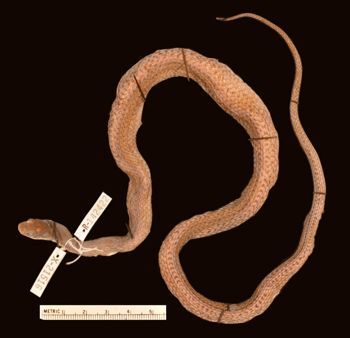 Media type: image;   Herpetology R-142422